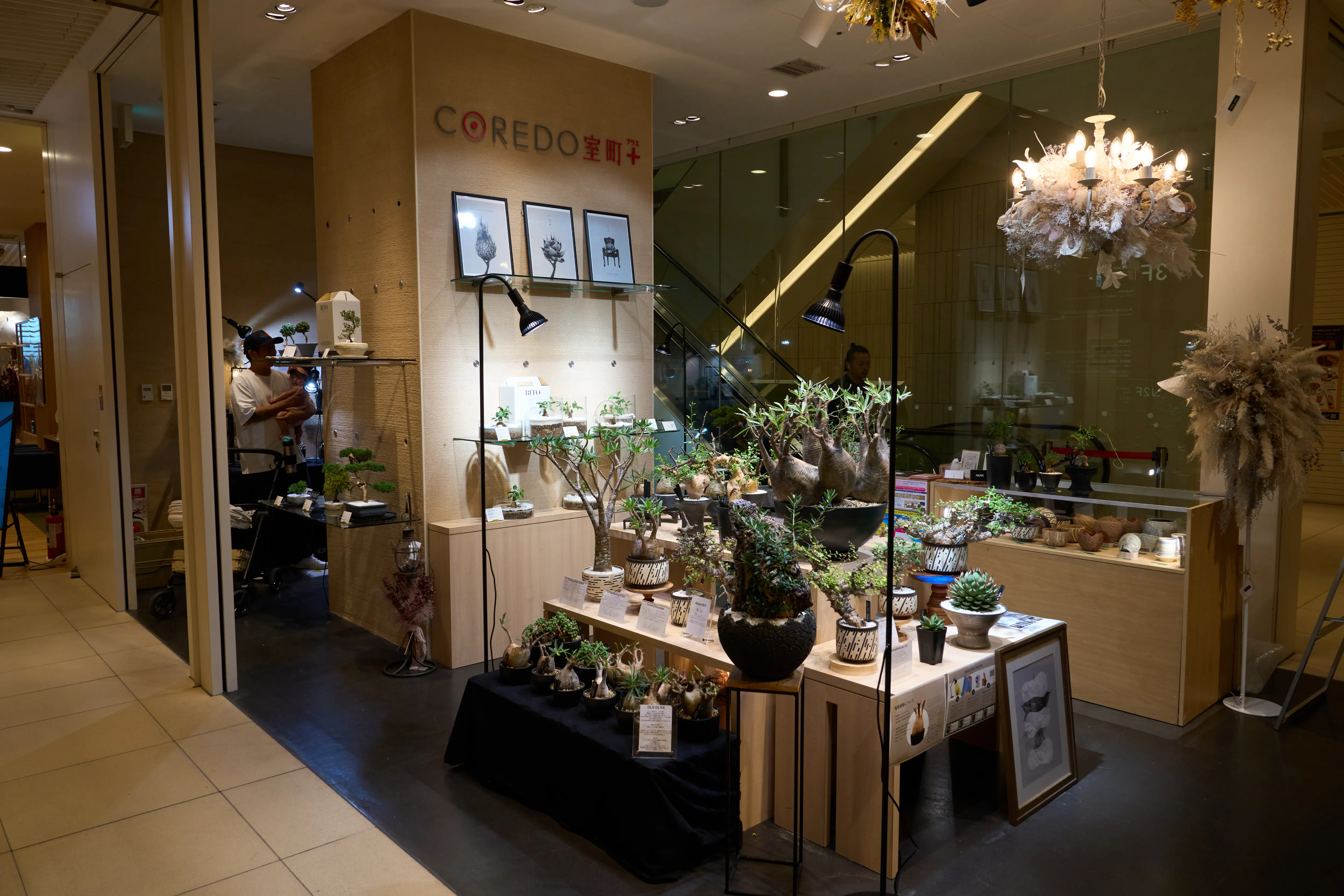 盆栽レンタルサービス